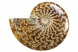 Polished Cretaceous Ammonite (Cleoniceras) Fossil - Madagascar #305921-1